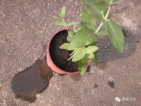 喷壶|臭椿|草木灰_新浪新闻