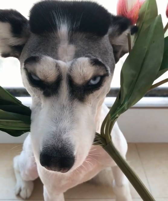 主人带哈士奇去做了个新发型,结果晒图后网友笑喷了!