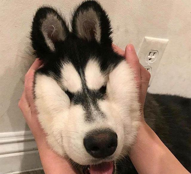 狗狗被捏脸蛋的神表情可爱死喽我的汪