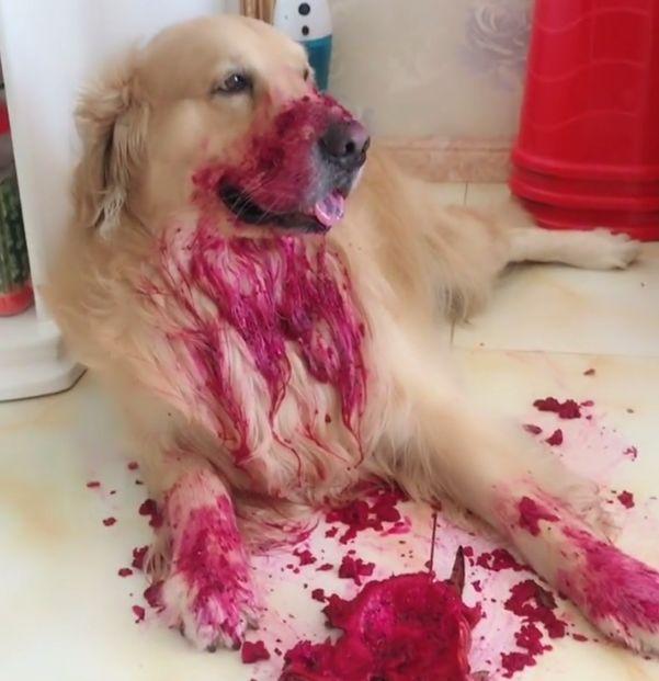 主人吃火龙果被金毛发现,于是也想让这货尝尝味道,结果笑喷了!