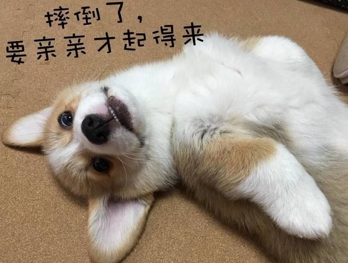 快点亲亲,我才能起来|狗子|伯恩山犬|柴犬_新浪新闻