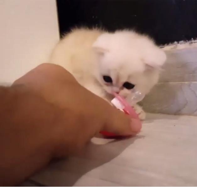 短腿"小偷猫"抢奶嘴逃逸,这无辜大眼我骂不下去