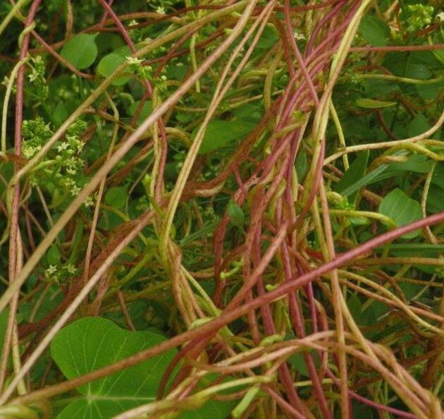 农村"无根草",没有想象中有毒,还是名贵的药材,不要觉得没用|无根草|