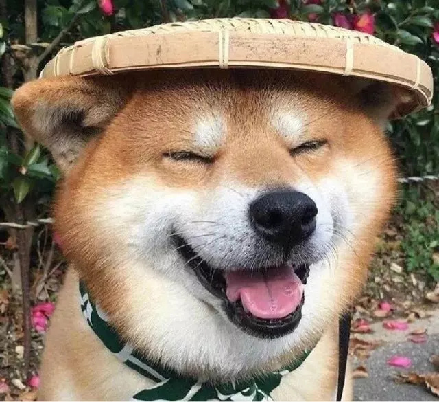 最傻的狗最傻的狗跟金毛说去医院打针它居然笑了快资讯