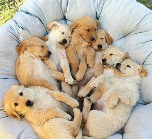 你不知道的一群狗狗在一起的各种萌睡姿!