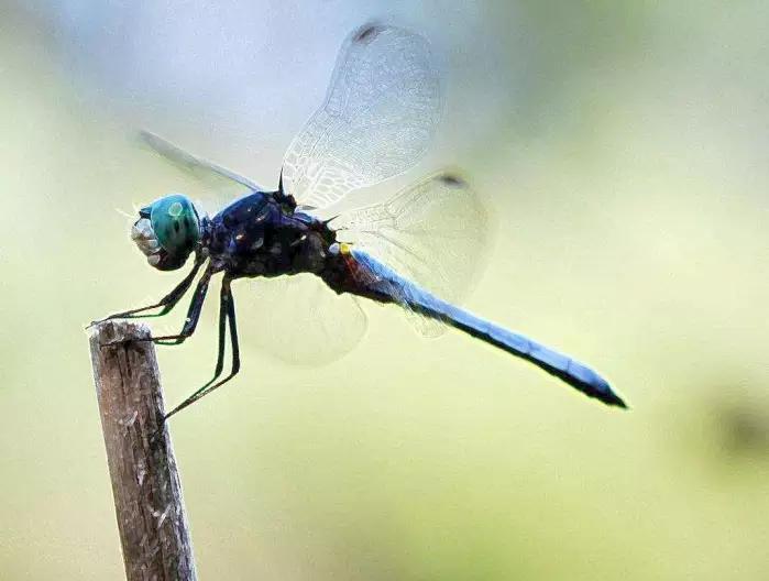为什么现在蜻蜓越来越少, 蚊子却越来越多呢,?今天总算是明白了