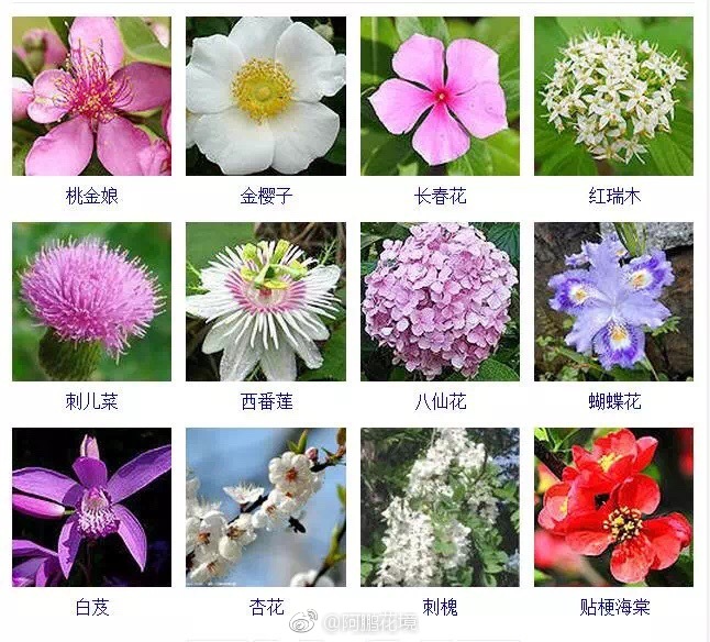 各种花的名称 名字图片