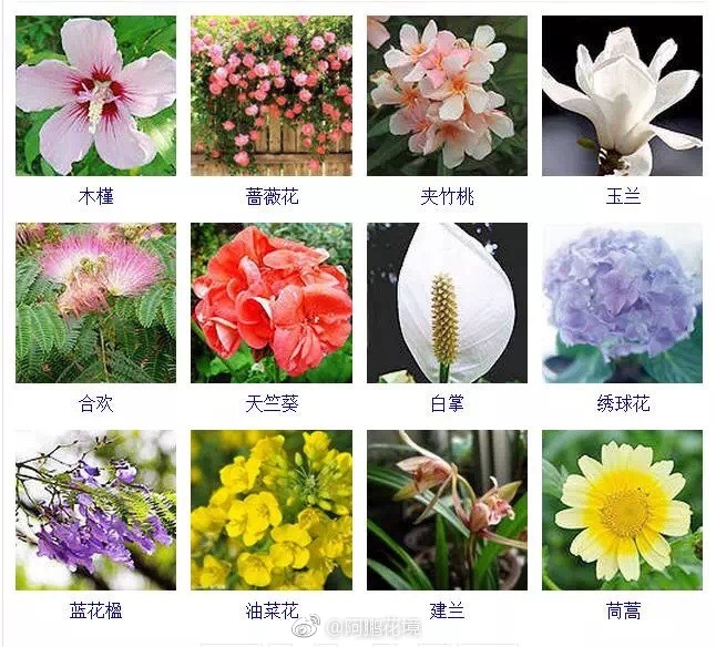 来花花带名称一网打尽