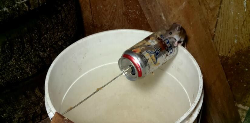 小哥拿出水桶,制出简易捕鼠装置|水桶|塑料板|捕鼠器_新浪新闻