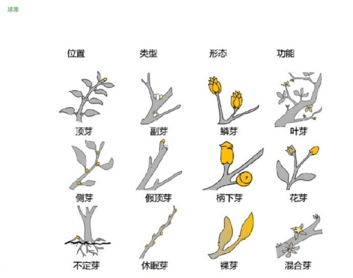 花朵的形态图解