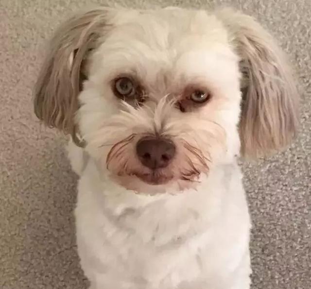 九只长得超像人的狗,最后一只太像了,都有点被它吓到了