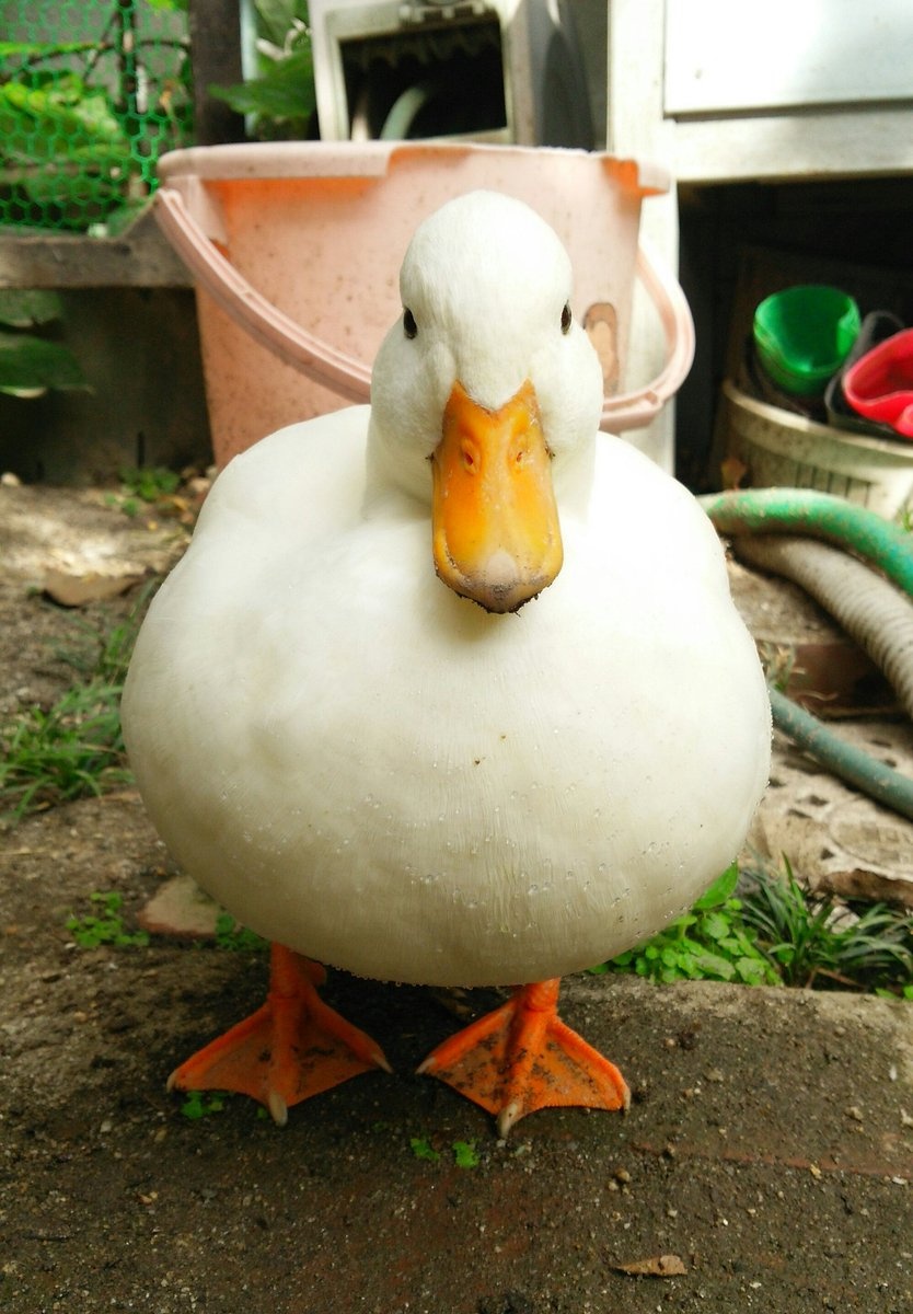 推上又有一位网友的宠物鸭火了这次火的原因是那雪白丰满的鸭胸脯.