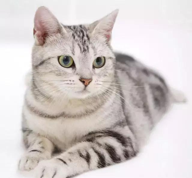 每日一猫美国短毛猫