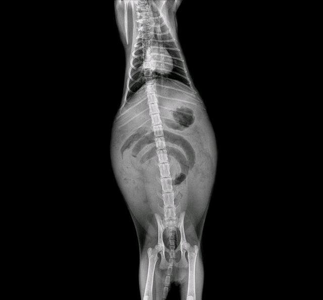 猫主子不吃不喝,x光片把主人吓了一跳,敢问您这是把月亮吃了?