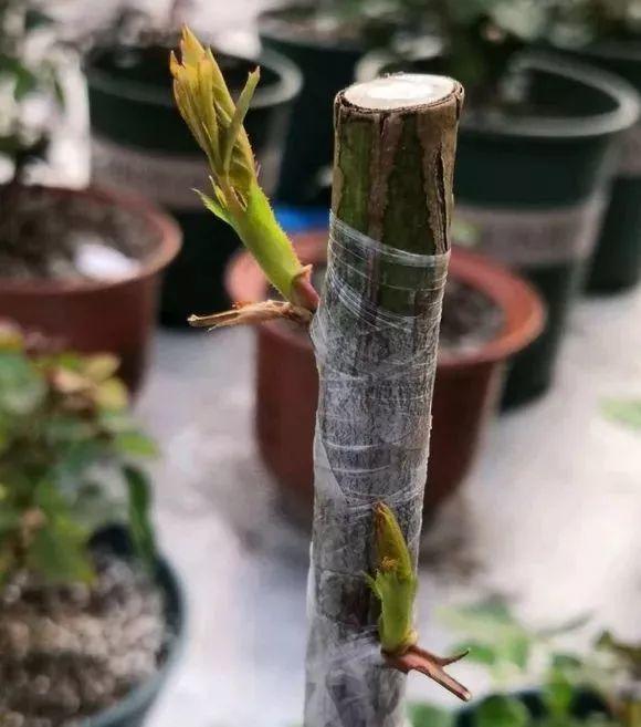 想让茶花长得壮,那就用嫁接,简单易操作!