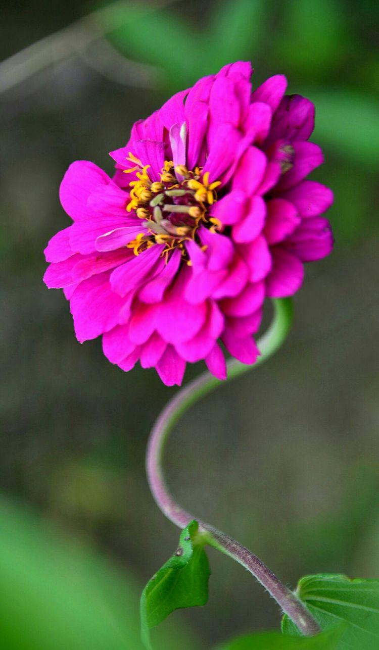 秋色洛阳洛浦公园拍摄的花花草草