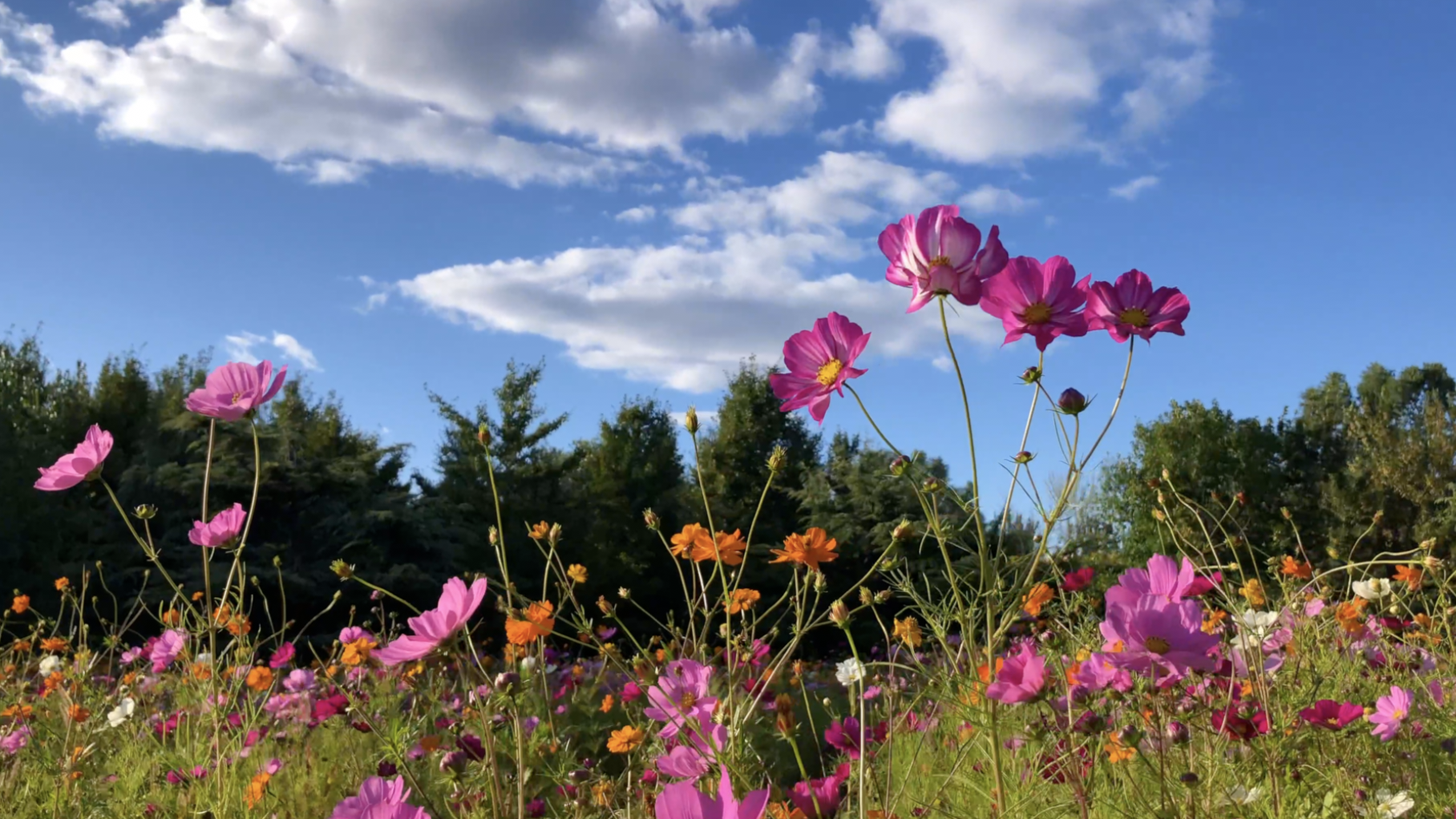 北京奥森花海:波斯菊,蓝天白云,奥林匹克森林公园