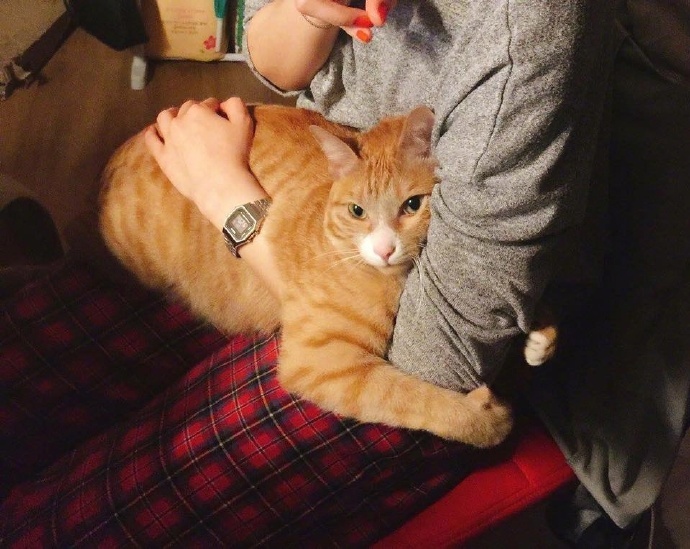 橘猫喜欢抱着主人的手臂这胖嘟嘟的摸起来一定很爽