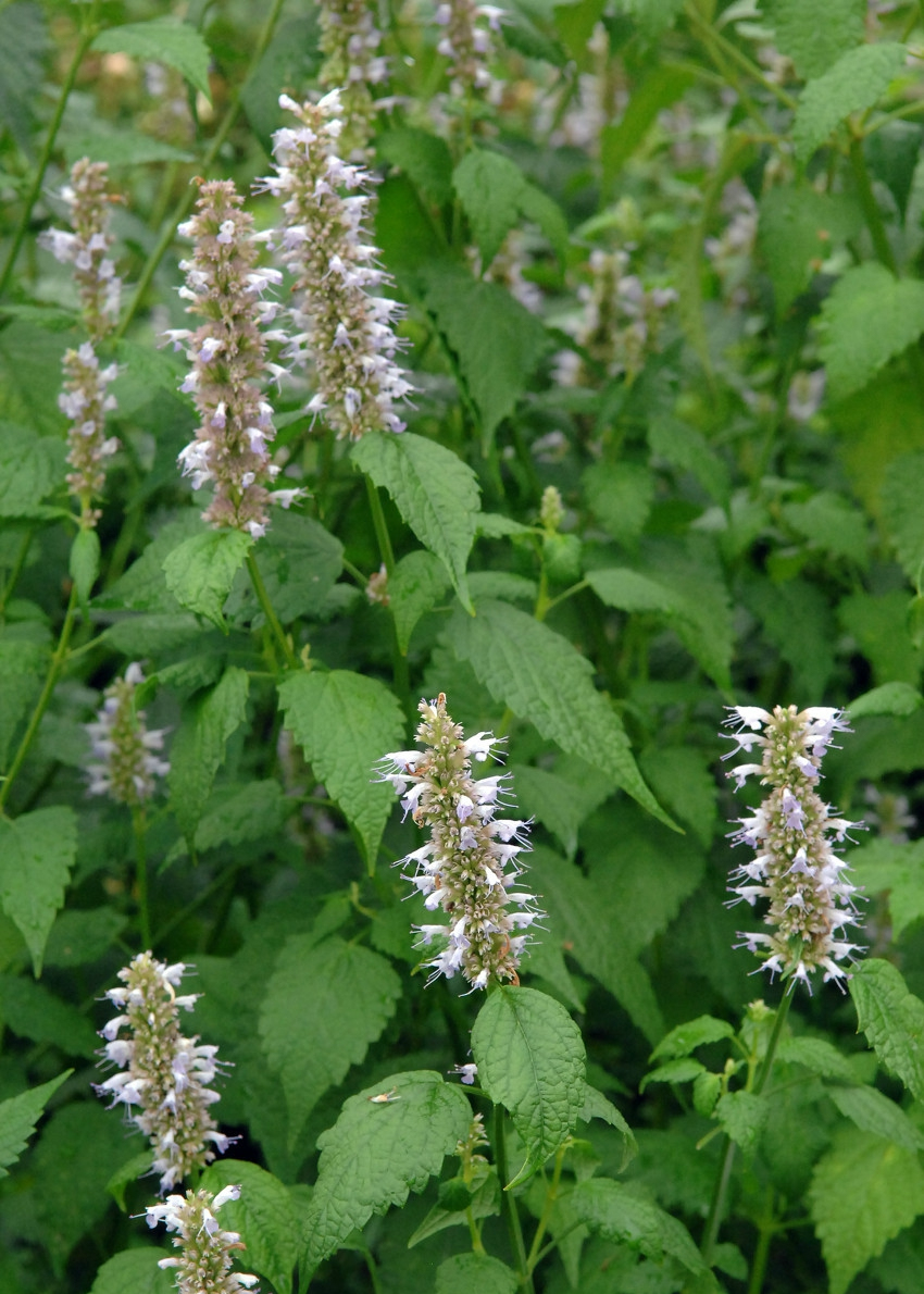 草,含一片叶子就能除口臭,还是上等高钙菜|除口臭|藿香|高钙_新浪新闻