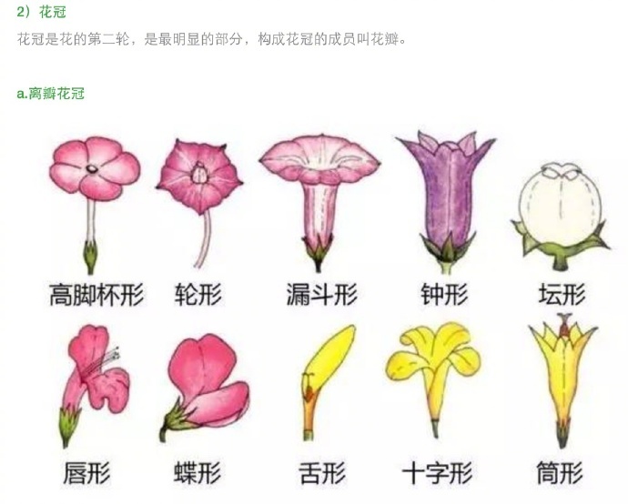 花朵的形态图解