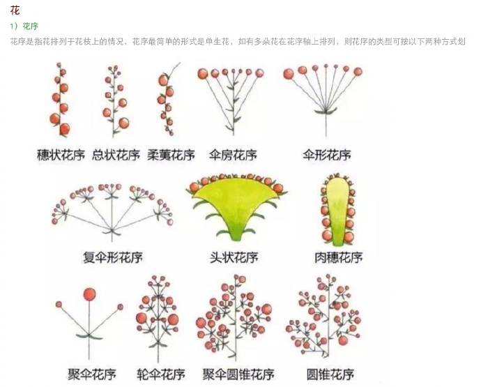 花朵的形态图解
