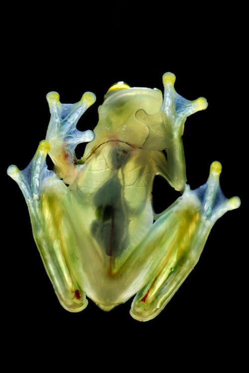 盘点世界上最怪异的十种生物