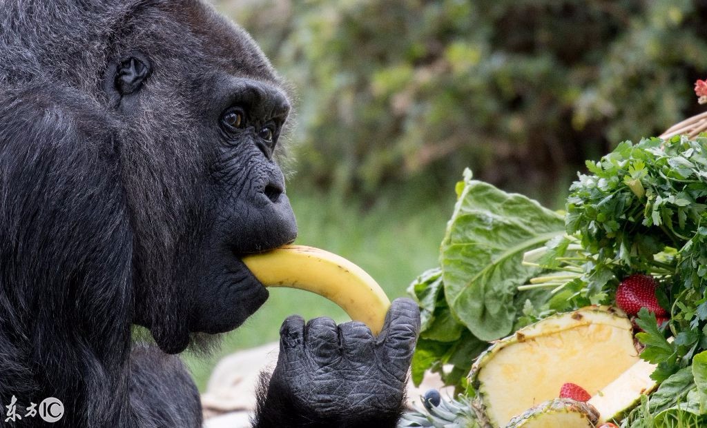 (图片来自东方ic) 动物园特意为她庆祝了生日,庆生大餐是菠萝,香蕉和