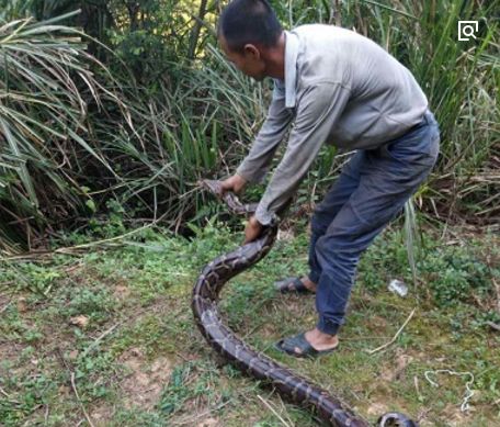 男子杀蟒蛇取蛇胆,睡了一觉,回到家后,妻子却换一副容颜