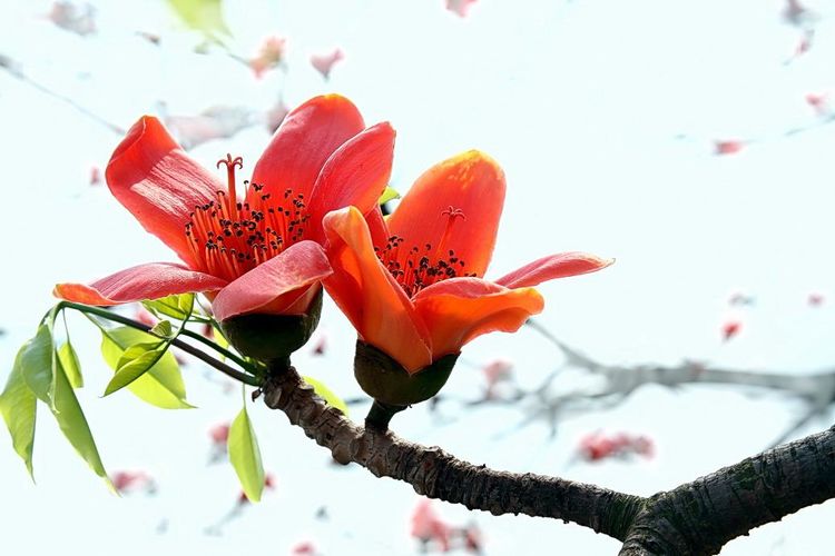 木棉花不止好看,还能美白养颜,清热解毒,除痘美肤