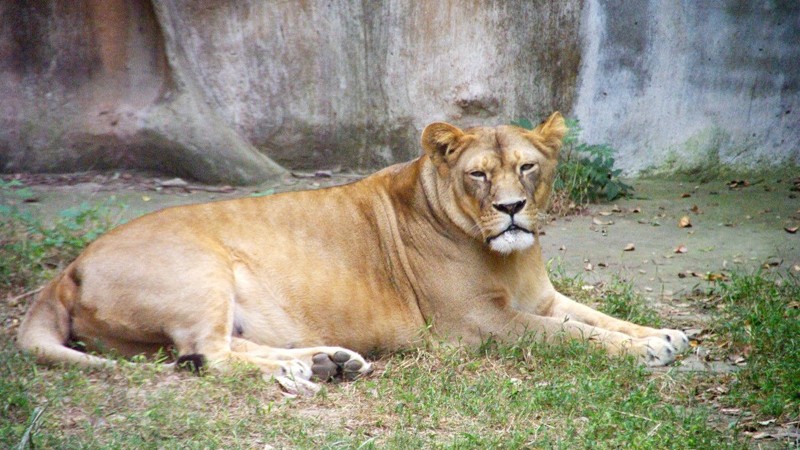 老虎和獅子都屬於一級保護動物為什麼更少的獅虎獸卻不是呢