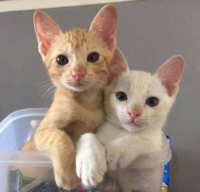 如果可以的话一定要养两只猫