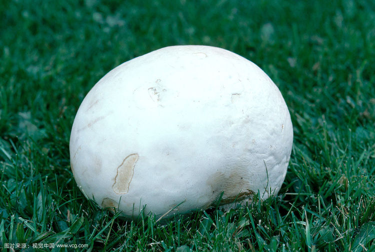 男子野外发现球一样大的白蘑菇上网查阅资料后乐开了花