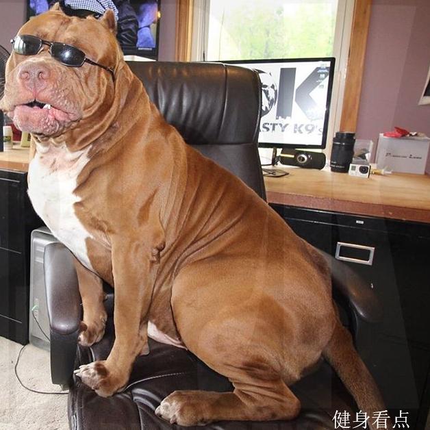 180磅的犬中浩克,拉汽车锻炼肌肉,这块头真的很强壮!