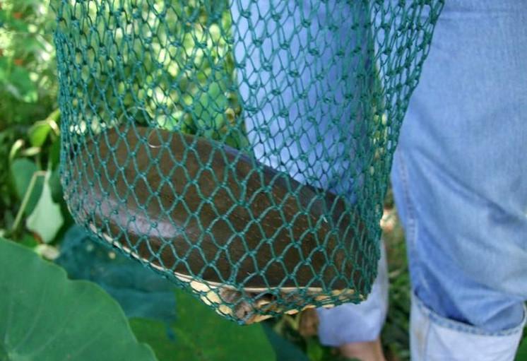 爸爸的捕鱼方法, 用矿泉水瓶布阵抓甲鱼