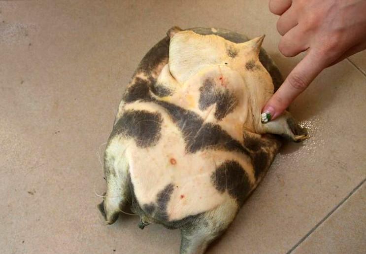 民间有"鲤鱼吃肉,王八喝汤"的说法,意思是吃鲤鱼目的在食其肉,而吃