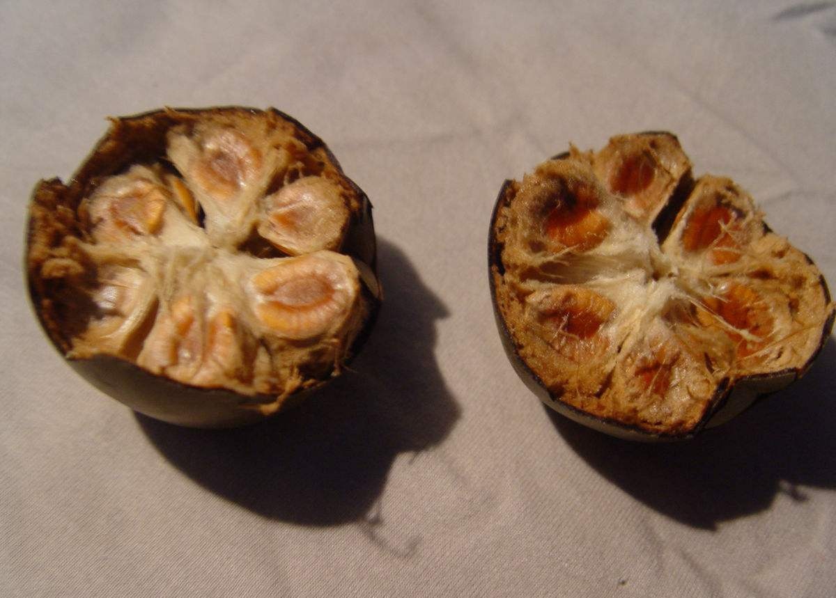 它被称作神仙果专门清理肺部垃圾常喝咳嗽不再有