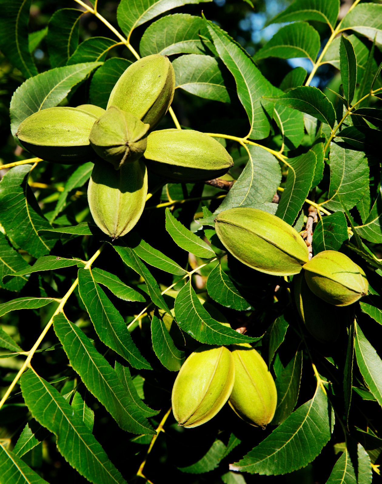 "你的种植园栽培最佳,产量最高,效益最好——你是中国碧根果皇后!