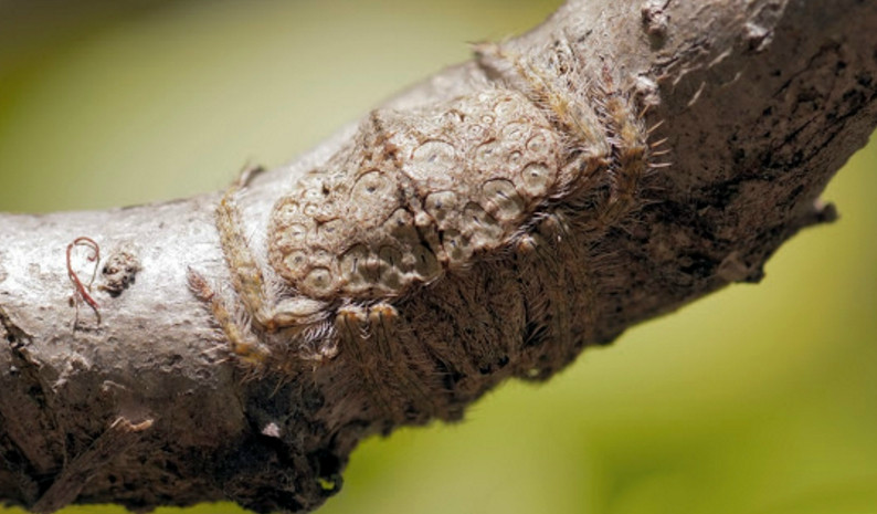 农村人都知道,树上的这种虫子不要碰,因为你碰不起