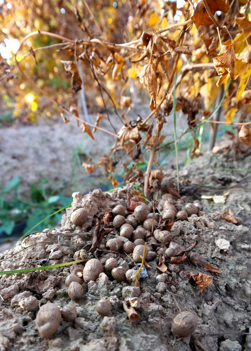 山药藤上长的这东西营养价值很高,城里人吃不上农民却丢弃不要|山药蛋