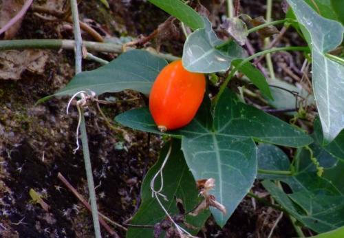 农村一种野果茅瓜,清热解毒,消炎止泻,药用价值极高,你知道吗