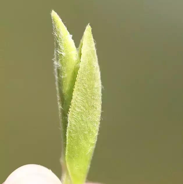 你如何挑选优质白茶,这四招教会你