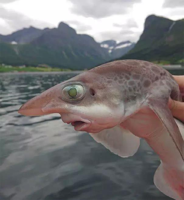 生物|鱼|鳃鱼_新浪新闻