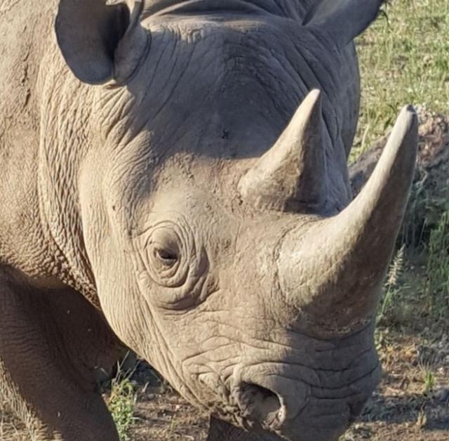 稀有的黑犀牛发现了摄影师在偷拍后,竟然摆出了这个表情!