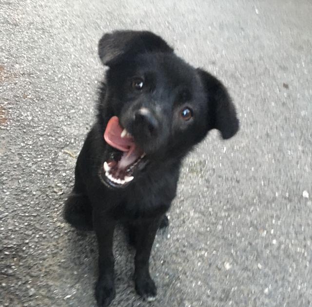 有人说黑狗避邪,有灵性,事实与否并不重要,我自认为此狗很帅,很神秘!