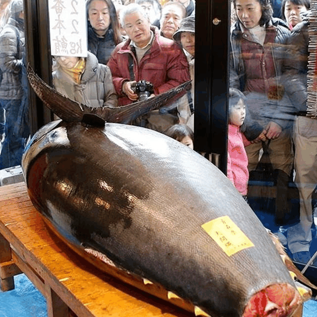 蓝鳍鲔金枪鱼在处理上十分讲究,为了保证新鲜度渔民捕获金枪鱼的时候