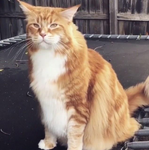澳洲有只世界上最长的肥猫,喜欢吃生袋鼠肉