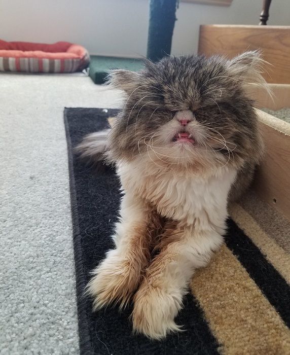 眼盲小猫妹妹,飞跃1600获得救助,最后这样生活