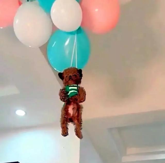 狗狗身上绑着气球,慢慢升空,这要没屋顶就直接上天了