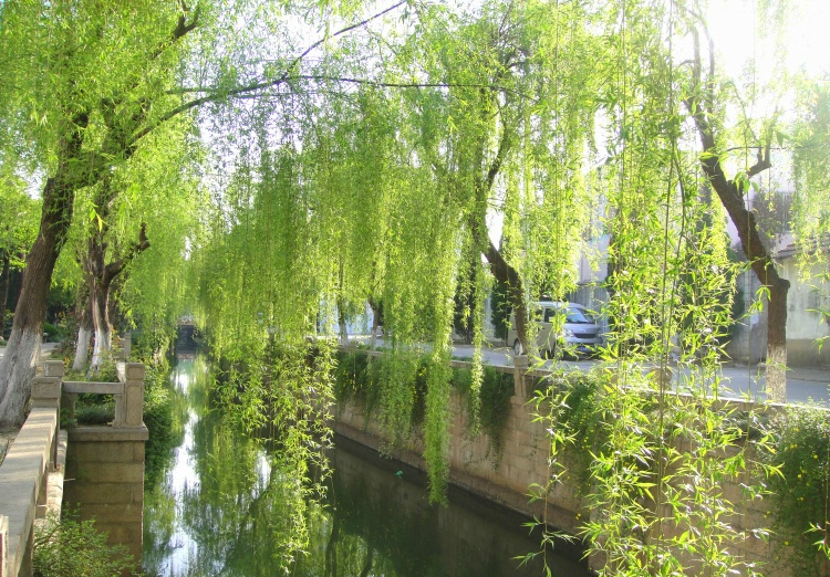 杨柳去哪了 杨柳村位于哪个省