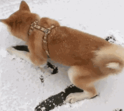 快点亲亲,我才能起来|狗子|伯恩山犬|柴犬_新浪新闻
